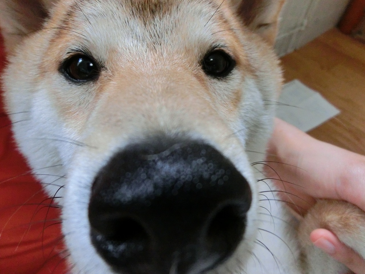 柴コンビ 犬の保育園とドッグホテルplaybow稲城店