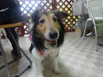 笑う犬 犬の保育園とドッグホテルplaybow稲城店