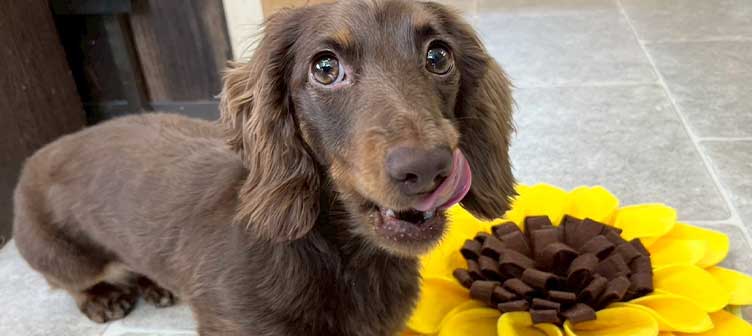 ダックスフントの写真