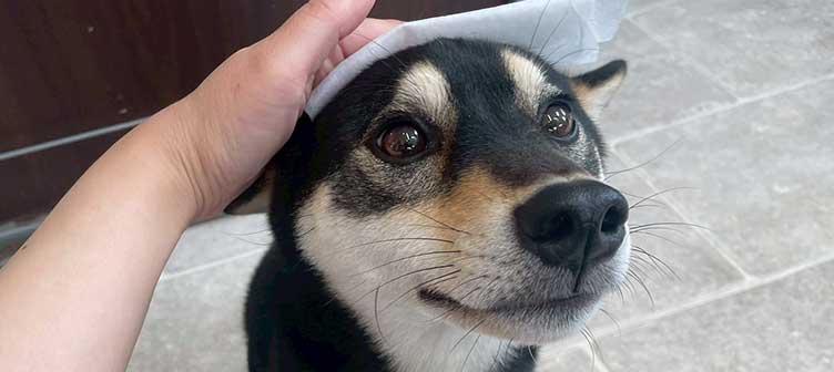 柴犬が頭を拭かれている写真