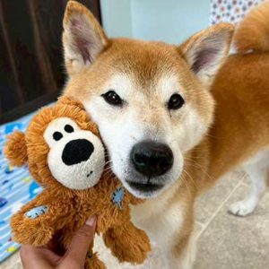 かわいい犬の写真