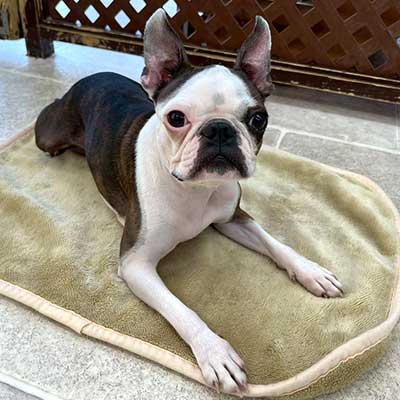 フレンチブルドッグの子犬の写真