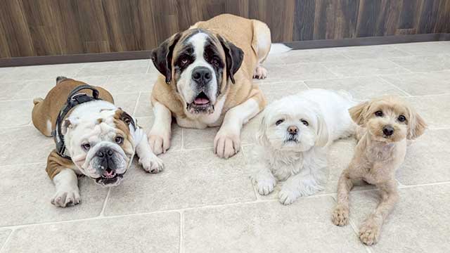 犬の保育園に通うワンちゃんの写真