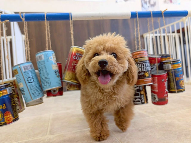 ピピンちゃん(トイ・プードル)