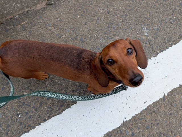 ランディーくん(Mダックスフント)