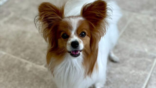 ルルちゃん(ドッグホテル)