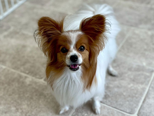 ルルちゃん(パピヨン)