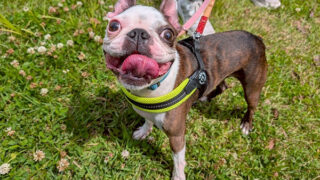 ブルースくん(犬の保育園)