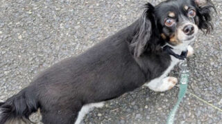 そらくん(ドッグホテル)