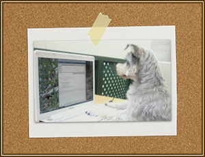 パソコンを見る犬の写真