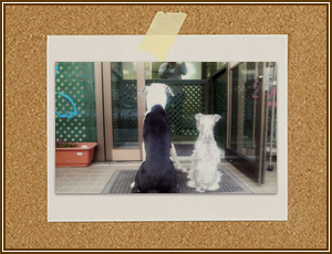 保育園に通う2匹の犬の写真