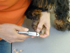 グルーミングで爪切りをする犬の写真
