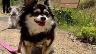 凛ちゃん（犬の保育園）