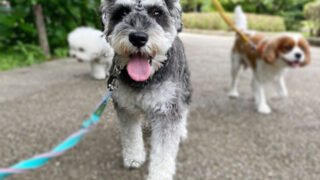 ALT（アルト）くん（犬の保育園）