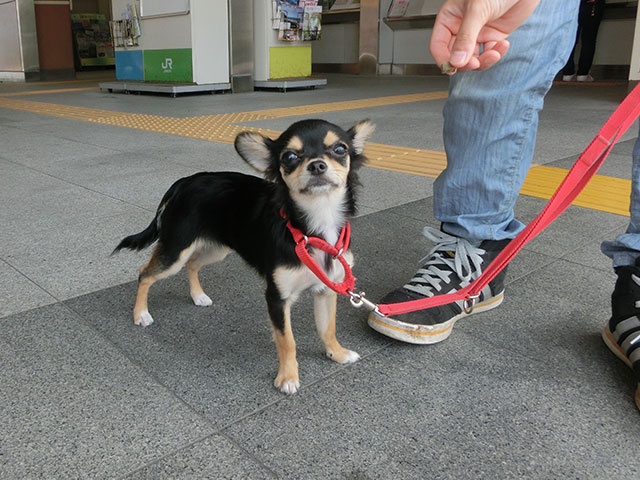 駅前トレーニングする犬の写真
