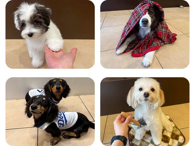 子犬の社会化体験