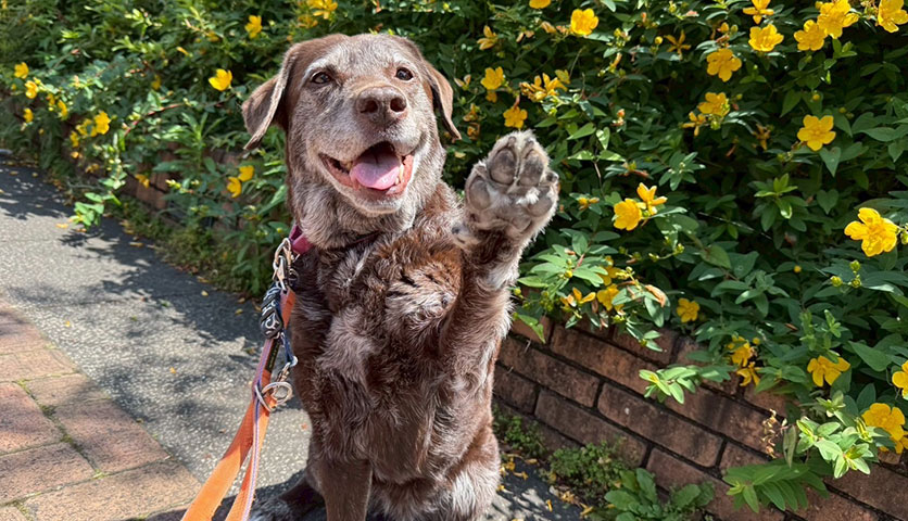 チョコラブのお散歩風景