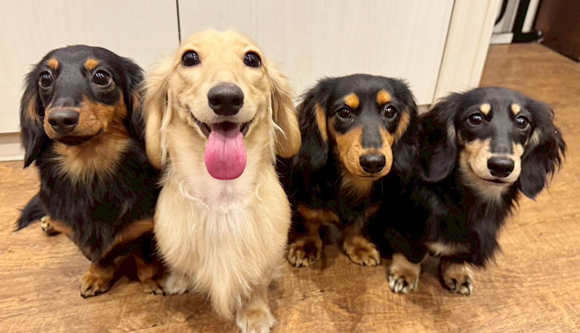 4匹のダックスフントの写真