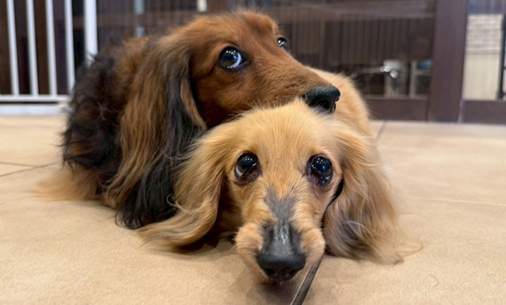 ドッグホテルでリラックスする犬の写真
