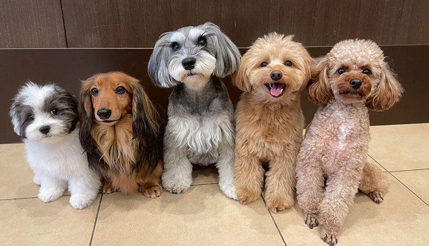 保育園の5匹の犬