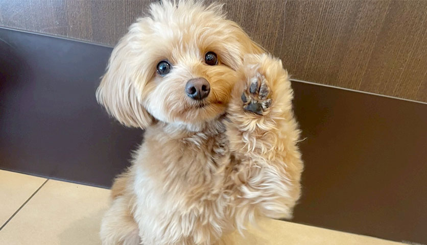 若いトイプードルの写真