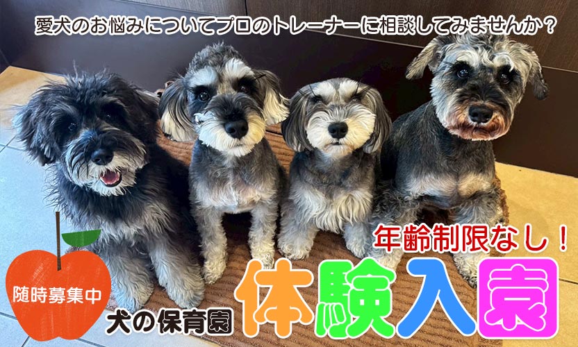 犬の保育園一日体験入園