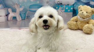 ポロくん（出張トレーニング）