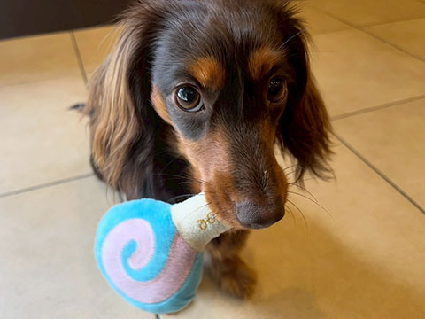 ダックスフントがおもちゃを持ってきている写真