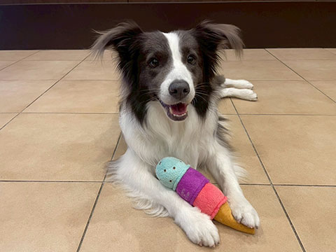 ボーダーコリーがおもちゃを抱えている写真