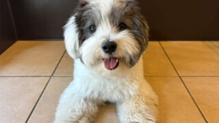 OREOくん(犬の保育園)