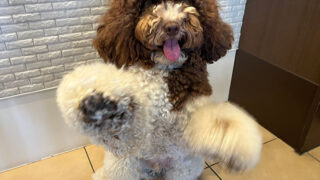 うし丸くん(犬の保育園)