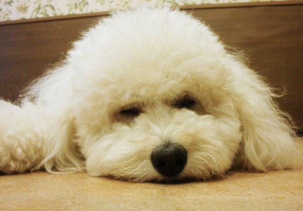 寝てる犬の写真