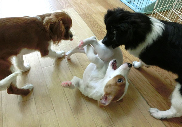遊ぶ3匹の子犬の写真