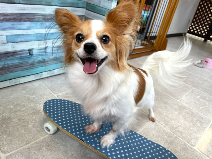 スケートボードにあしをかける犬の写真